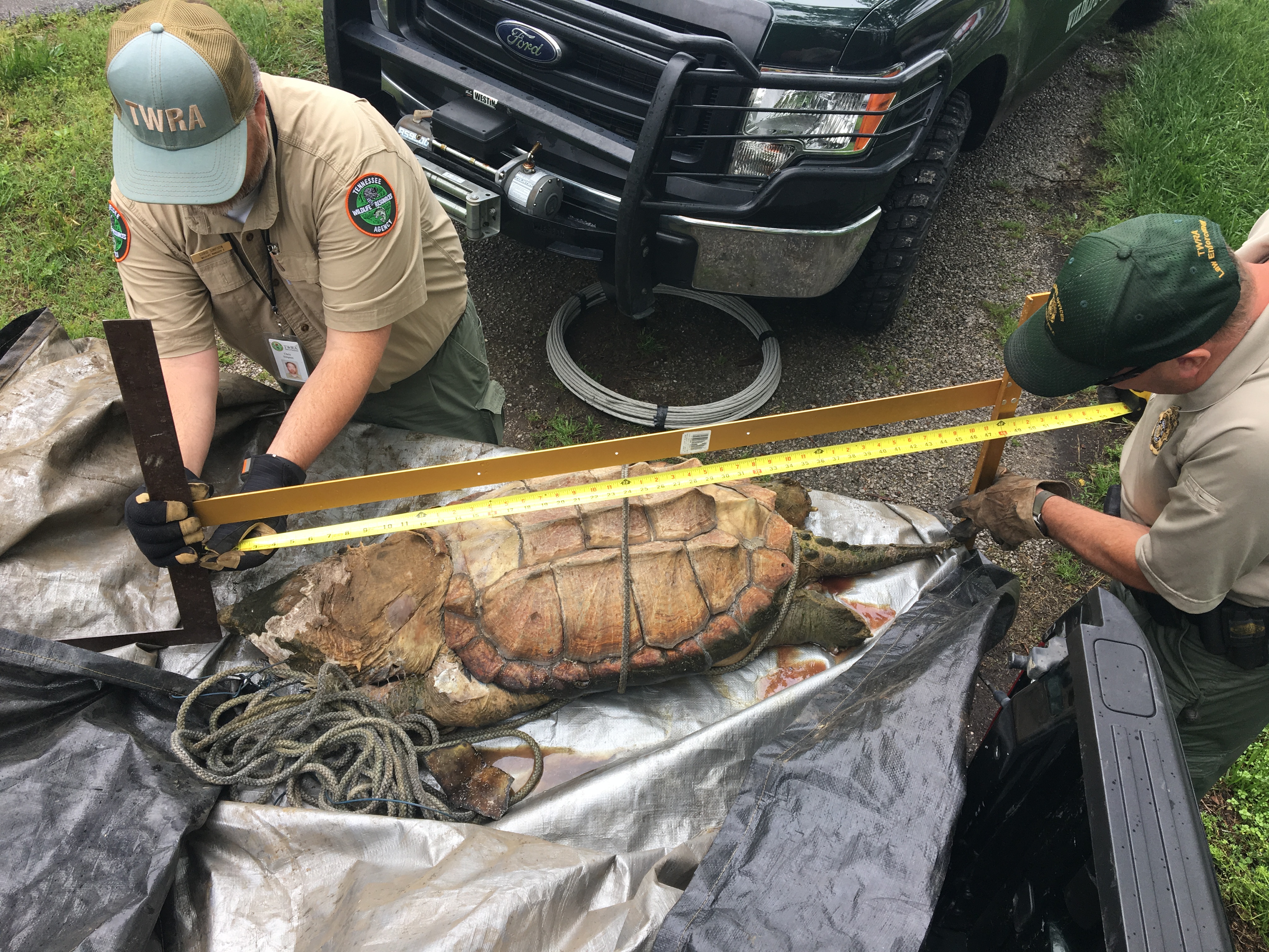 TWRA investigating unusual turtle sighting | wbir.com